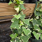 Senecio macroglossus f. variegatus --Variegated Jade Vine--