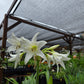 Crinum --Alba Lily--