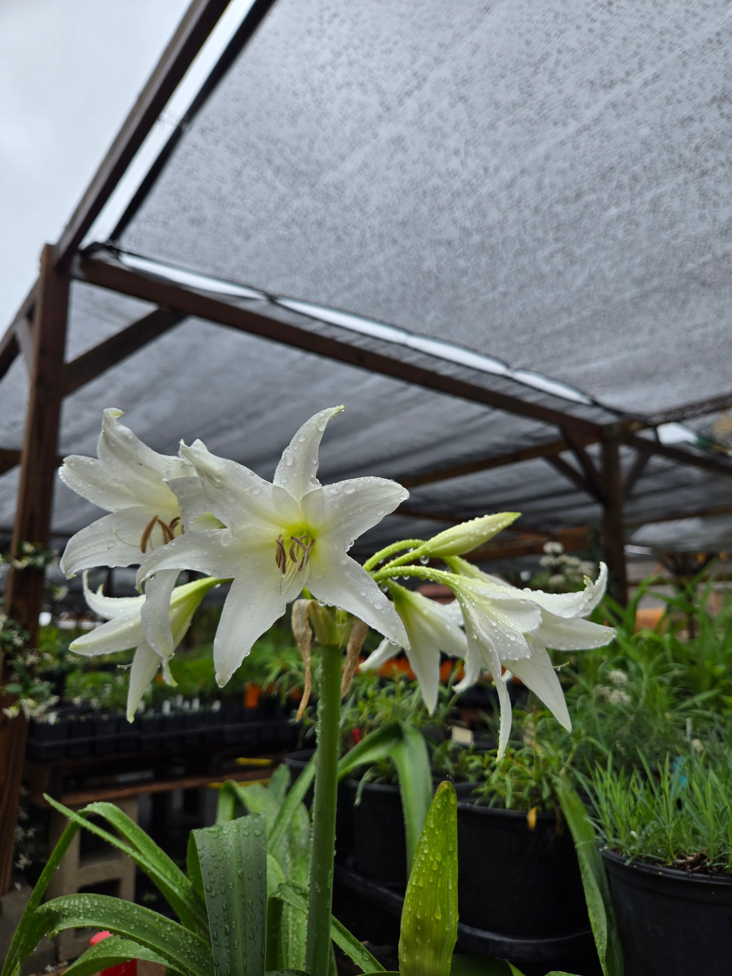 Crinum --Alba Lily--