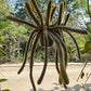 Cleistocactus winteri --Golden Rat Tail--