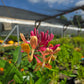 Lonicera x. heckrottii --Goldflame Honeysuckle--