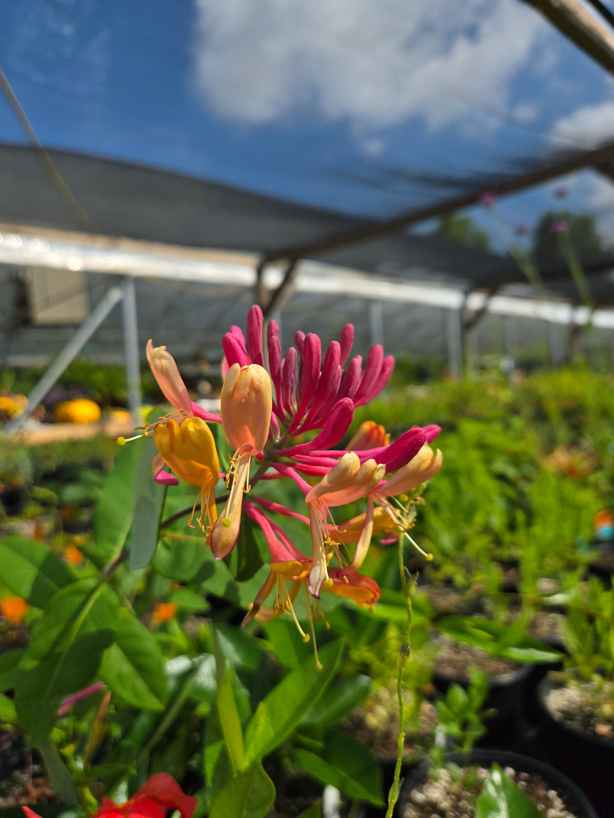 Lonicera x. heckrottii --Goldflame Honeysuckle--