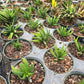 Haworthia attenuata