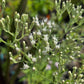 Eupatorium hyssopifolium --Hyssop-leaved Boneset--