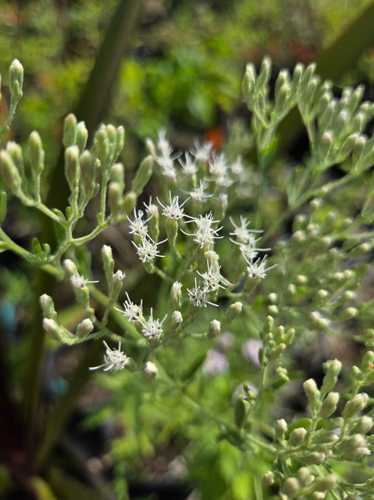 Eupatorium hyssopifolium --Hyssop-leaved Boneset--