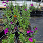 Salvia greggii --Raspberry Dark Autumn Sage--