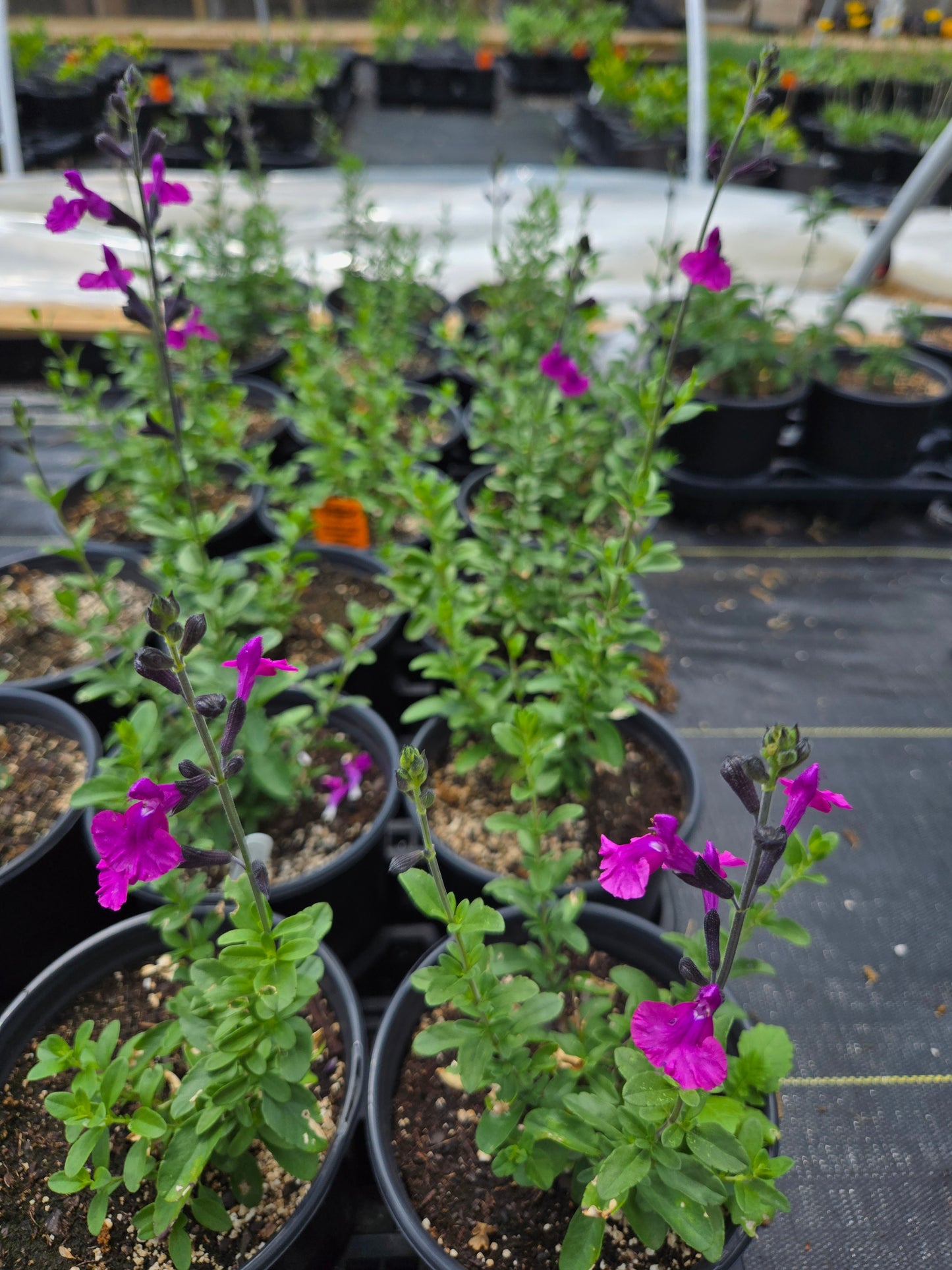 Salvia greggii --Raspberry Dark Autumn Sage--