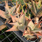 Aloe deltoideodonta 'Delta Lights'