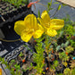 Oenothera jamesii --River Primrose--