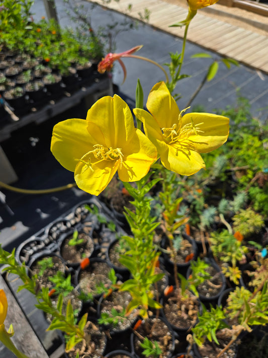 Oenothera jamesii --River Primrose--