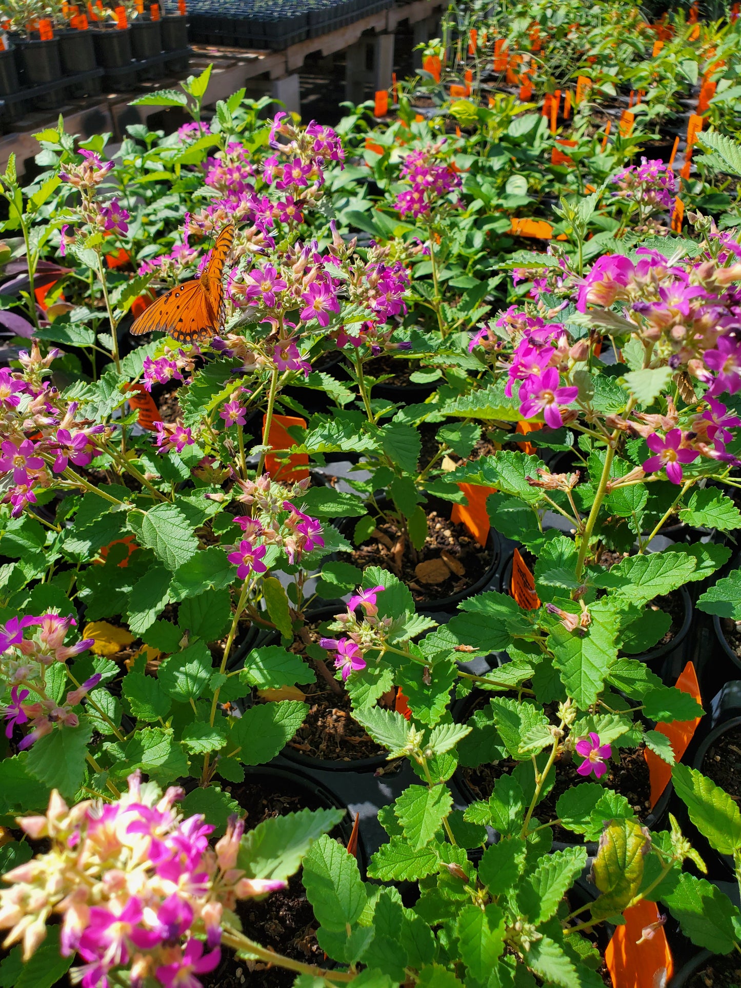 Melochia tomentosa --Pyramid Bush--