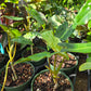 Philodendron 'Paraiso Verde'