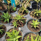 Haworthiopsis limifolia --Green Fairy Washboard Haworthia--