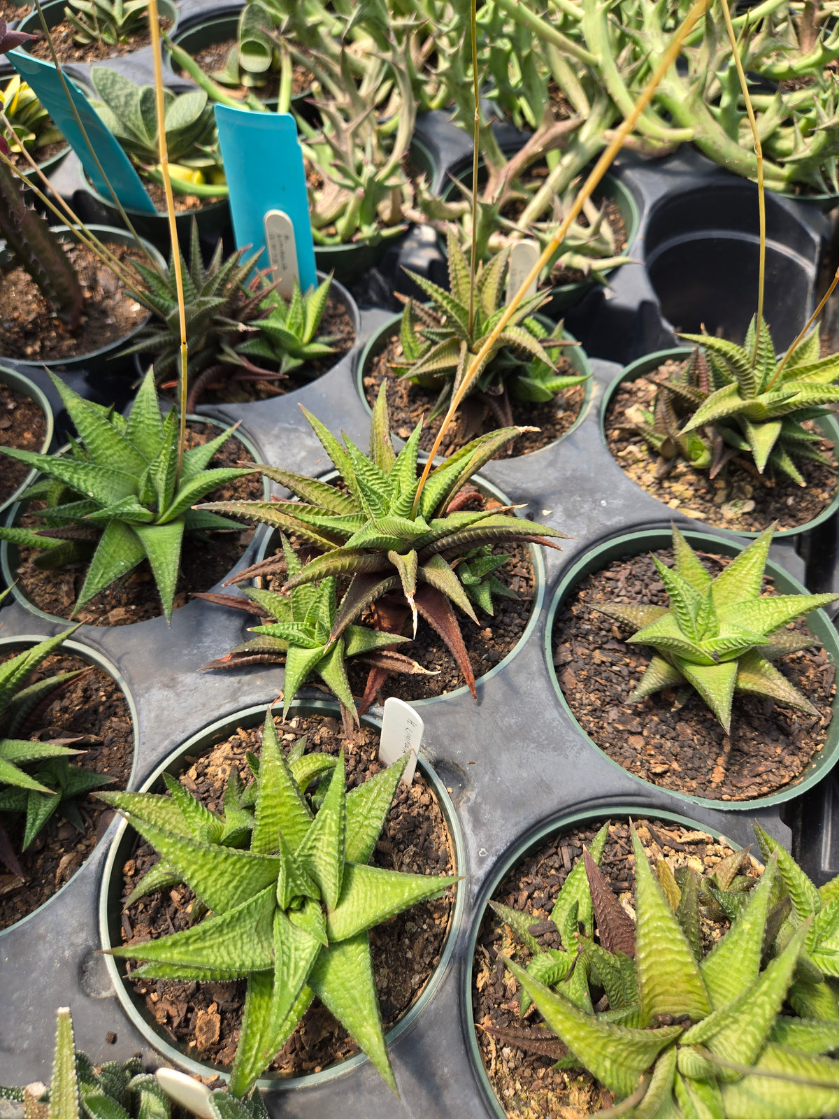 Haworthiopsis limifolia --Green Fairy Washboard Haworthia--