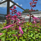 Salvia hybrida --Light Pink Sage--