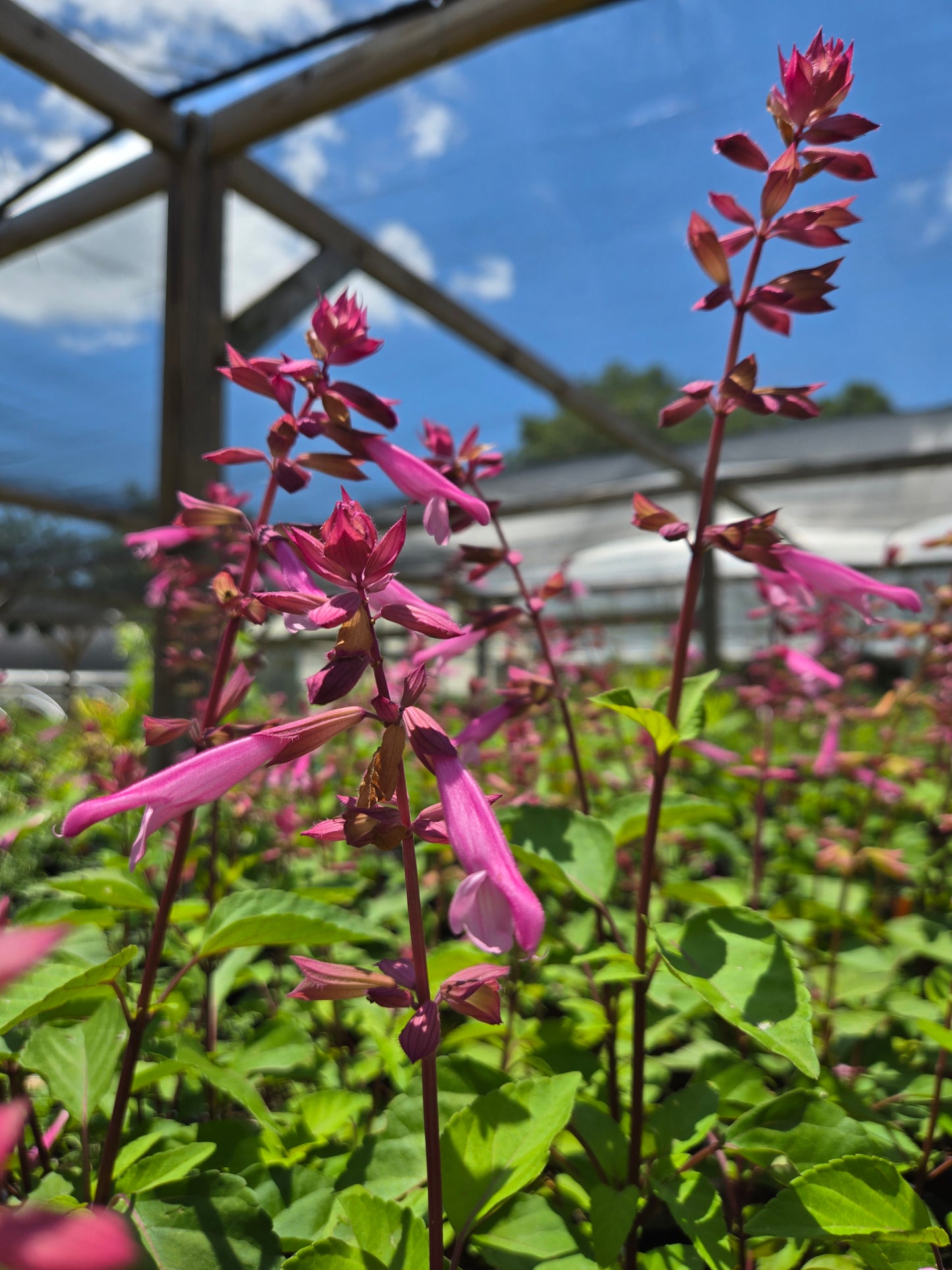 Salvia hybrida --Light Pink Sage--
