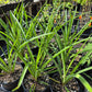 Polianthes tuberosa --Cream Tuberose--