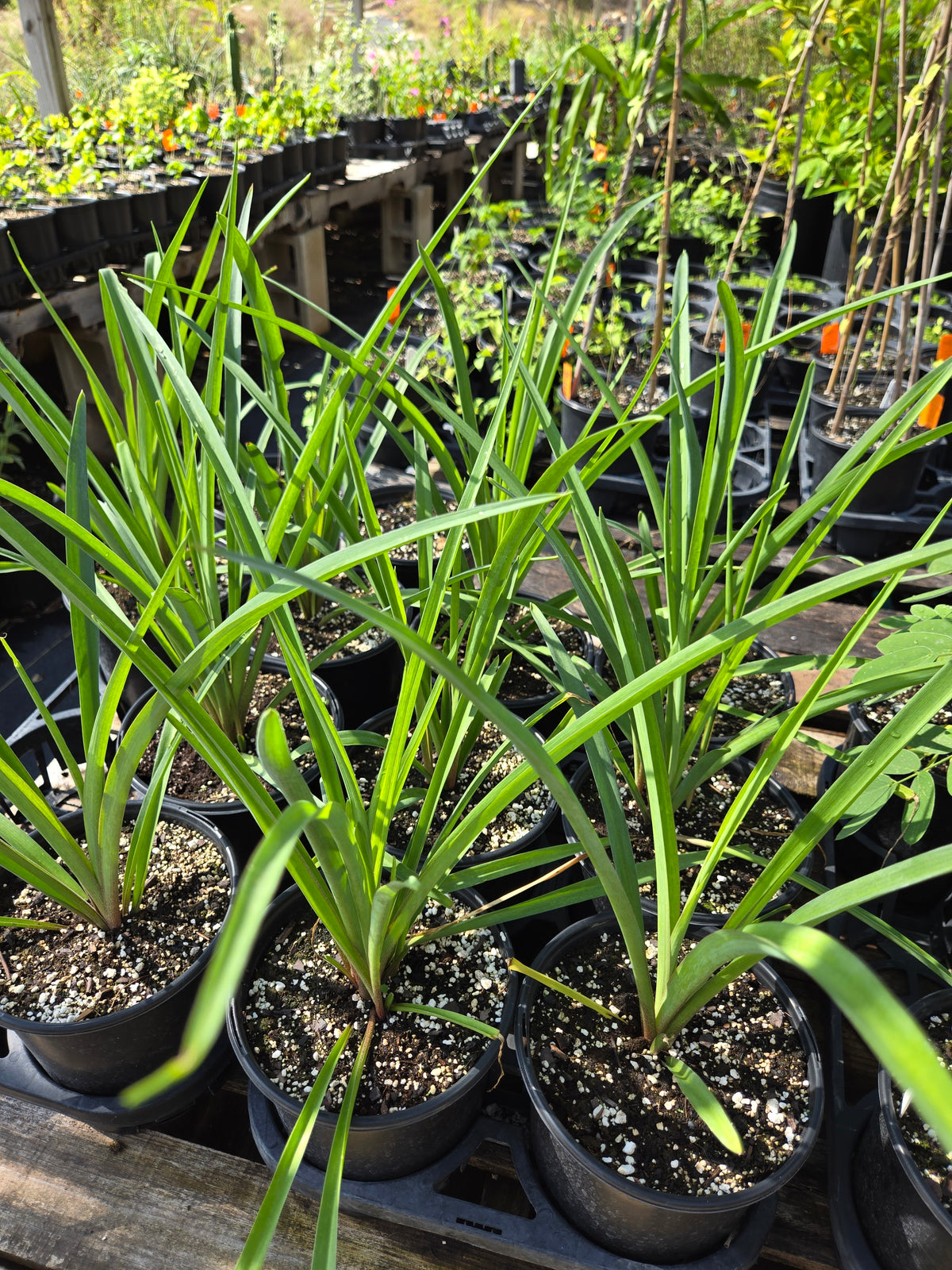 Polianthes tuberosa --Cream Tuberose--