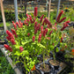 Justicia brandegeana --Red Shrimp Plant--