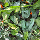 Epipremnum pinnatum --Albo Pothos--