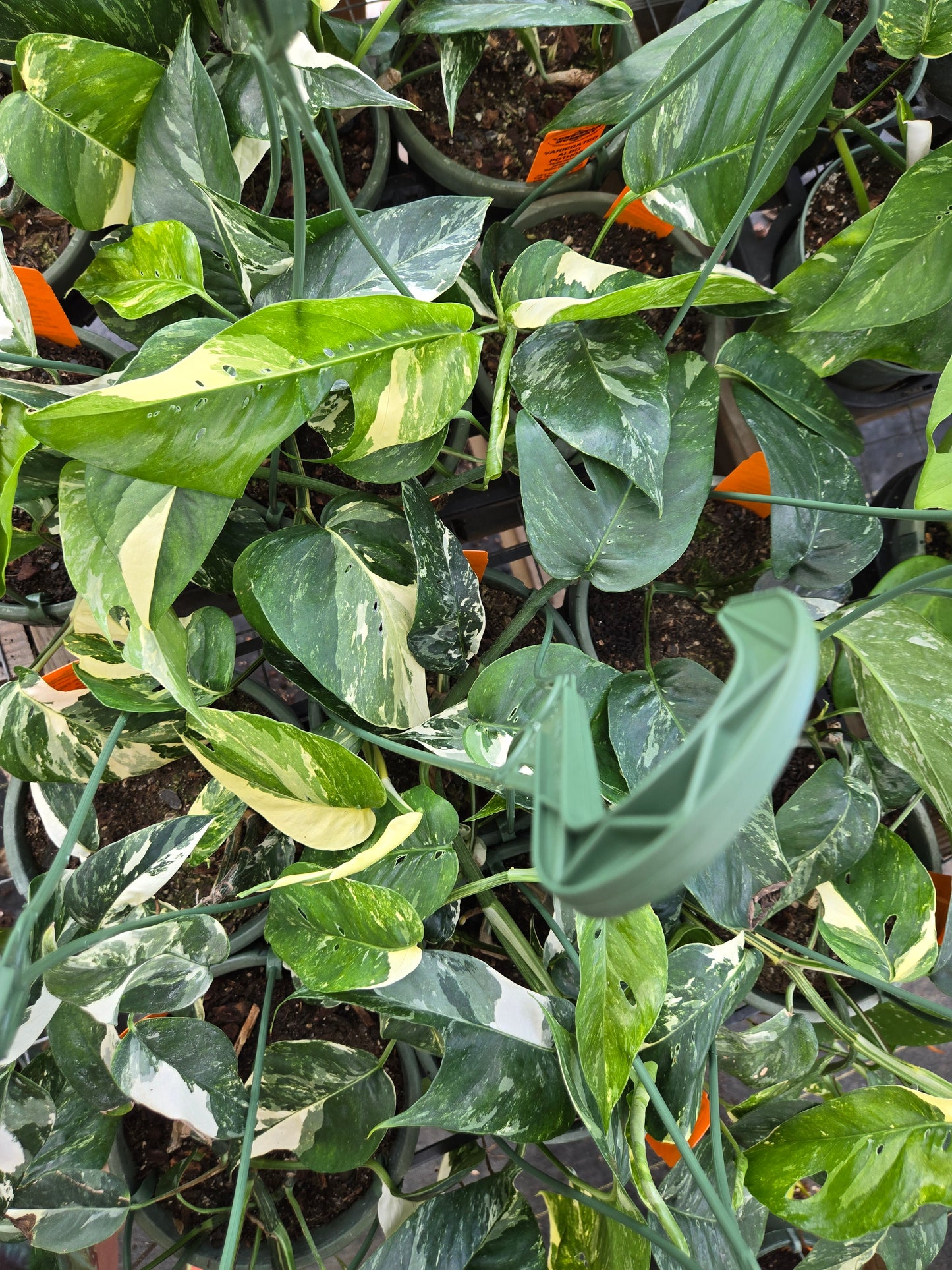Epipremnum pinnatum --Albo Pothos--