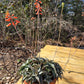 Aloe descoingsii --Miniature Aloe--