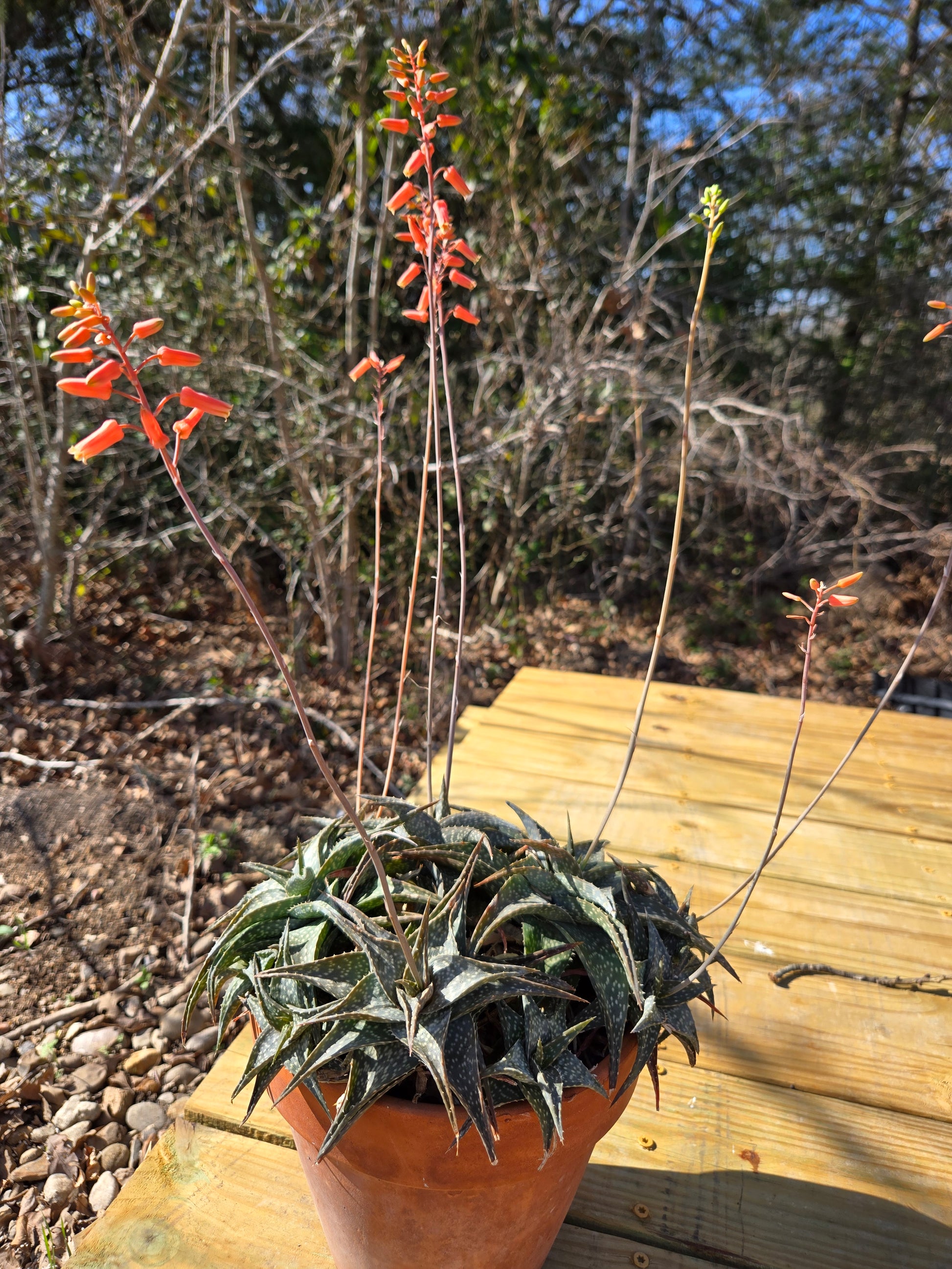 aloe vera plants delivered Aloe descoingsii --Miniature Aloe--