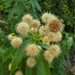 Cephalanthus occidentalis --Buttonbush--
