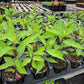 Lobelia laxiflora --Candy Corn Cardinal Flower--