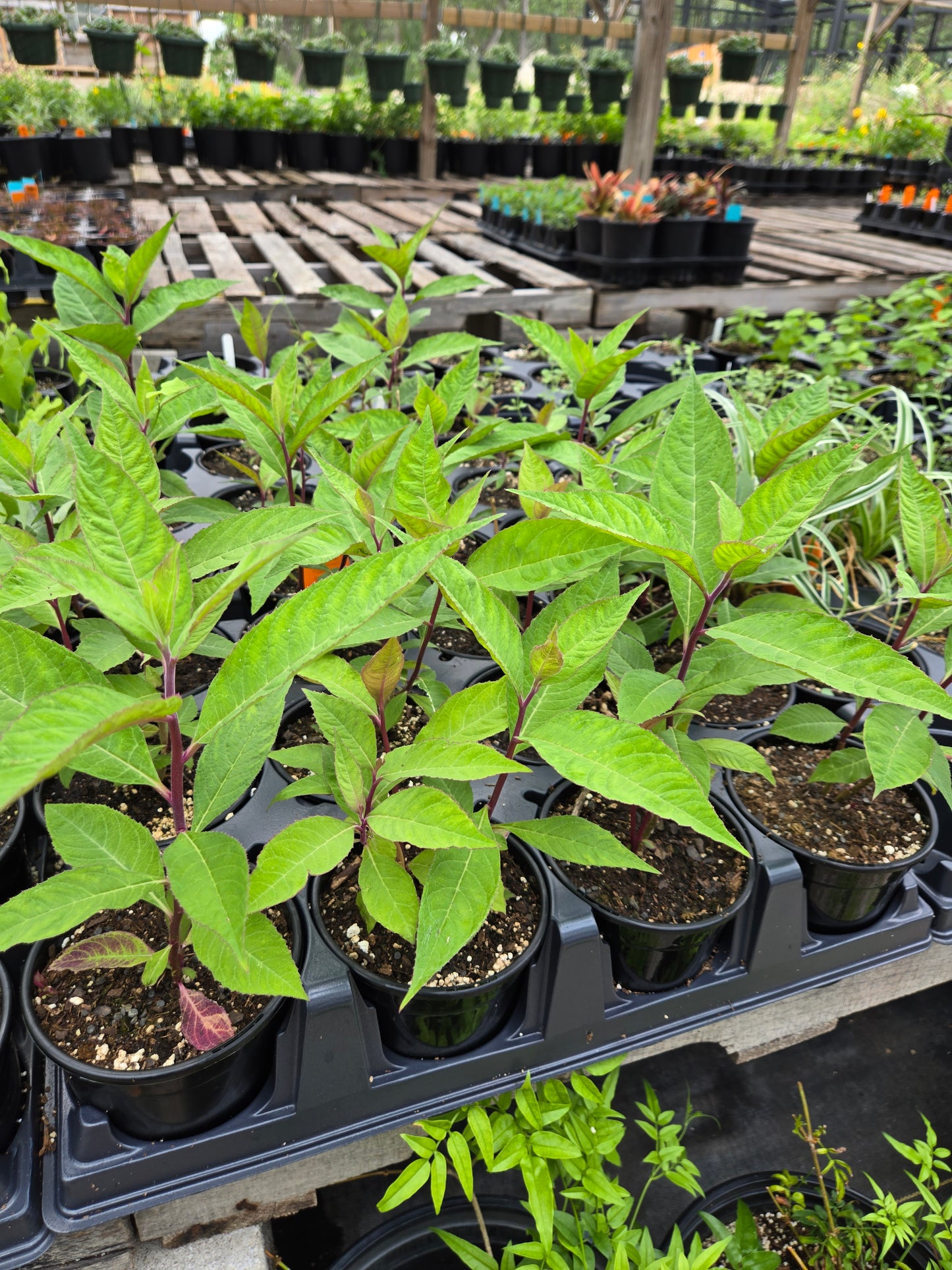 Lobelia laxiflora --Candy Corn Cardinal Flower--