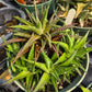 Haworthiopsis limifolia --Green Fairy Washboard Haworthia--