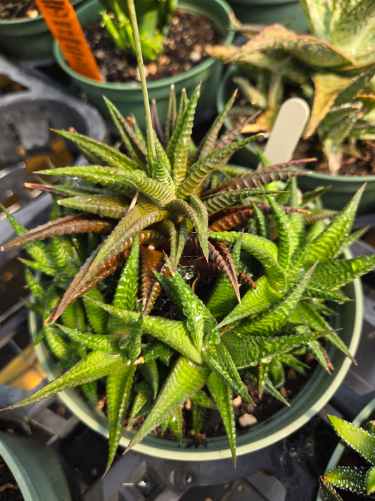 Haworthiopsis limifolia --Green Fairy Washboard Haworthia--