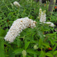 Buddleja davidii --White Butterfly Bush--