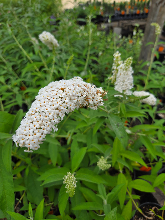 Buddleja davidii --White Butterfly Bush--