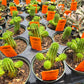 Euphorbia susannae --Suzanne's Spurge--