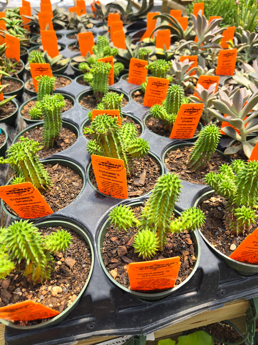 Euphorbia susannae --Suzanne's Spurge--