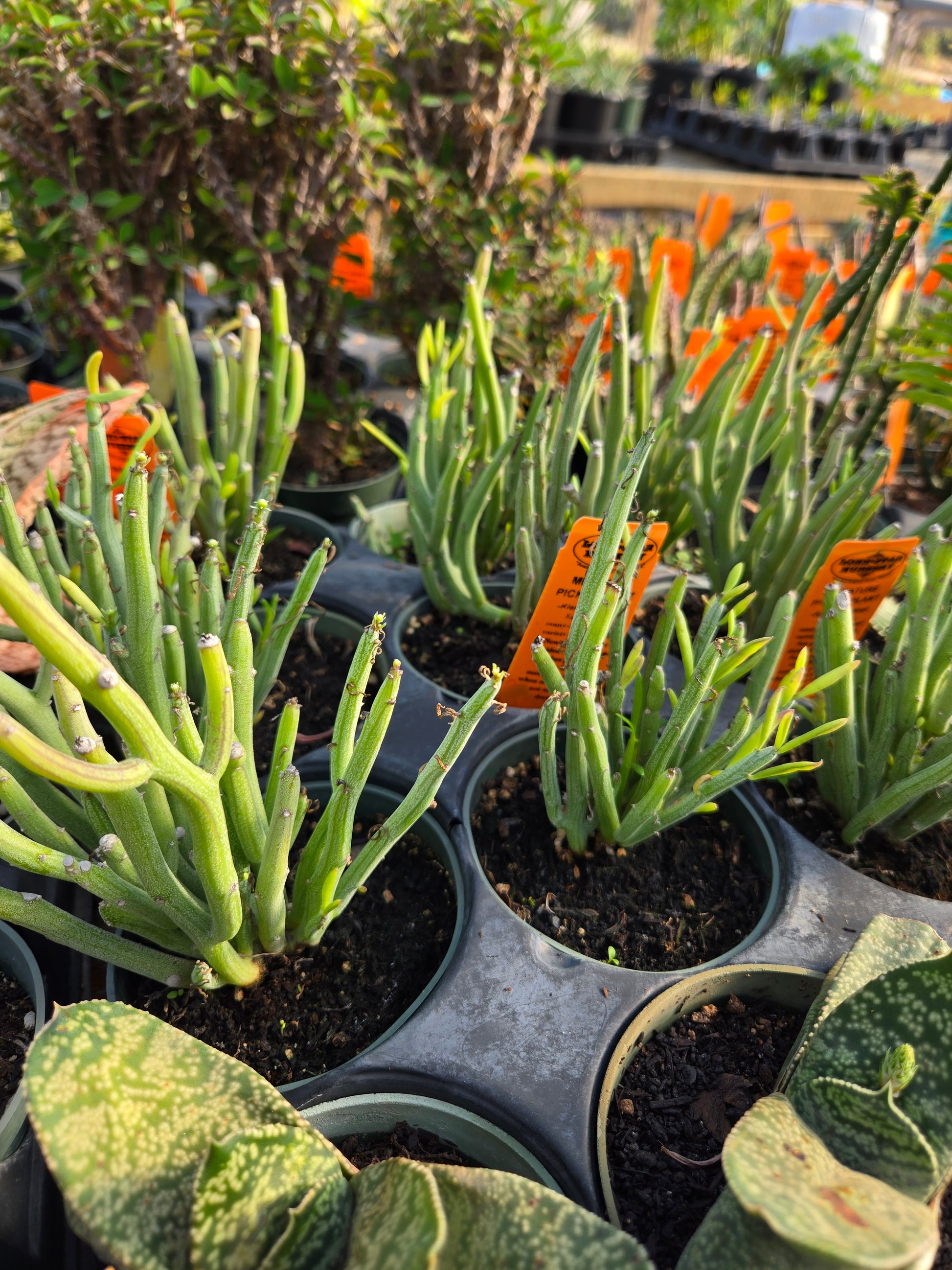 green stick like succulent Kleinia hebdingii --Miniature Pickle Plant--