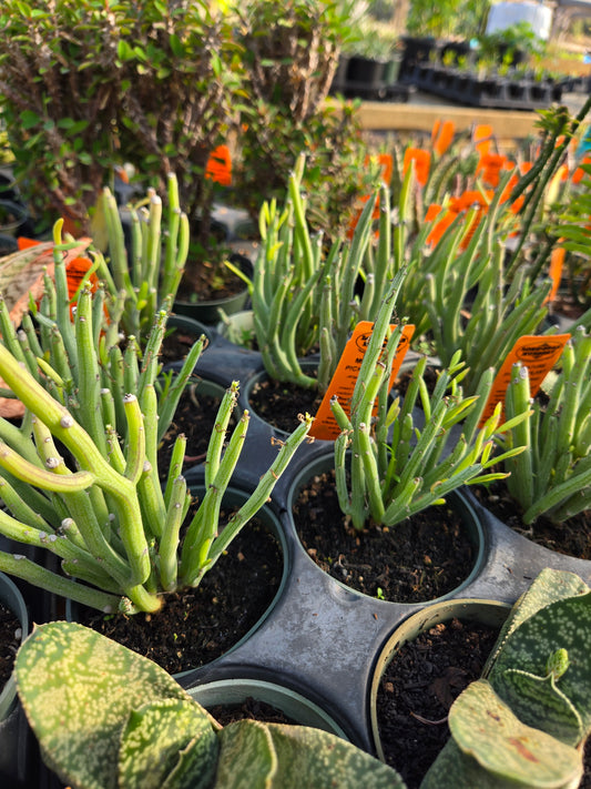 Kleinia hebdingii --Miniature Pickle Plant--