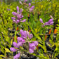 Physostegia virginiana --Fall Obedient plant--