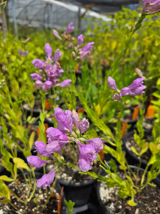 Physostegia virginiana --Fall Obedient plant--