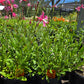 Oenothera lindheimeri --Lindheimer's Pink Beeblossom--