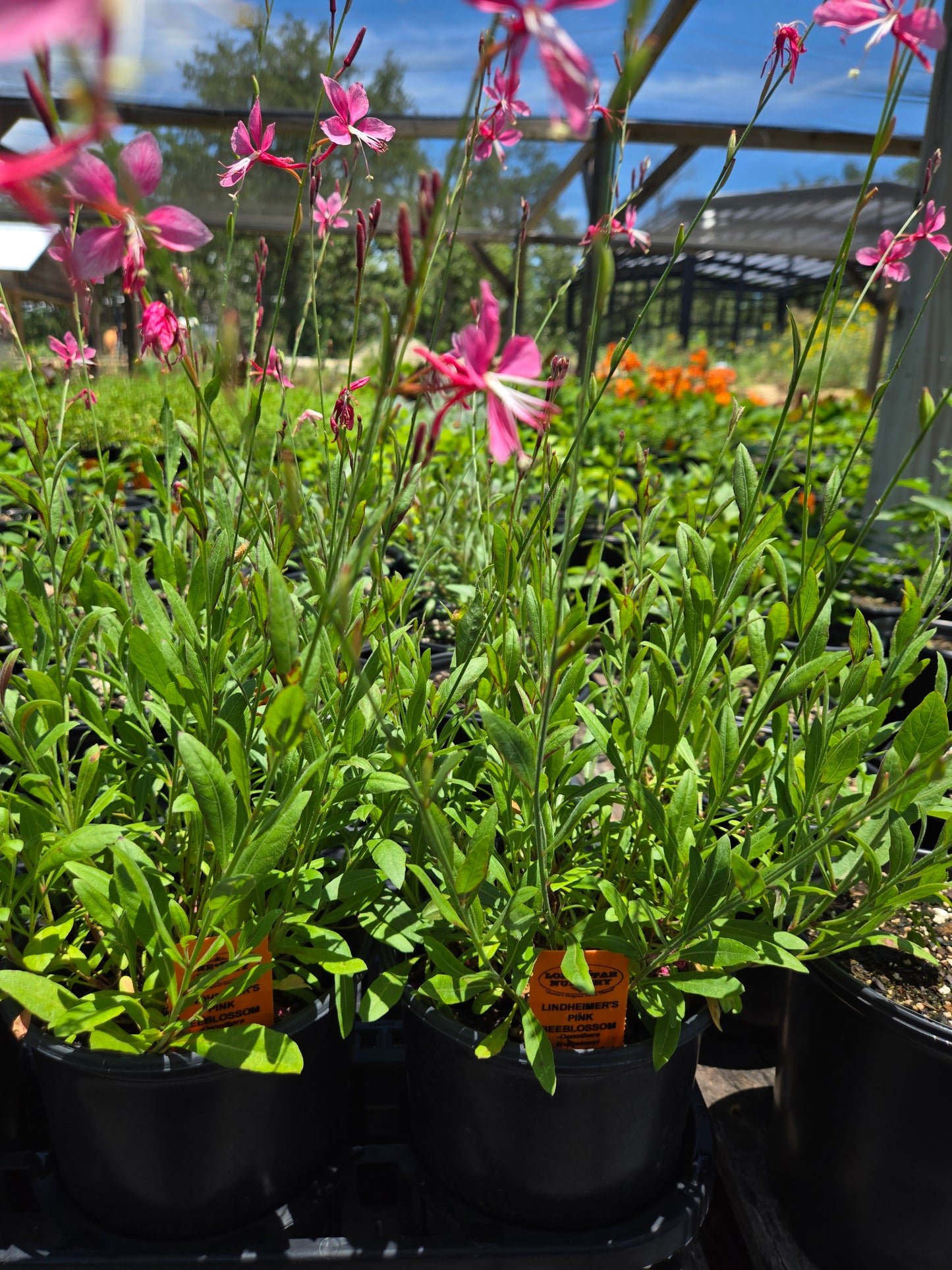 Oenothera lindheimeri --Lindheimer's Pink Beeblossom--
