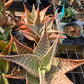 Aloe deltoideodonta 'Delta Lights'