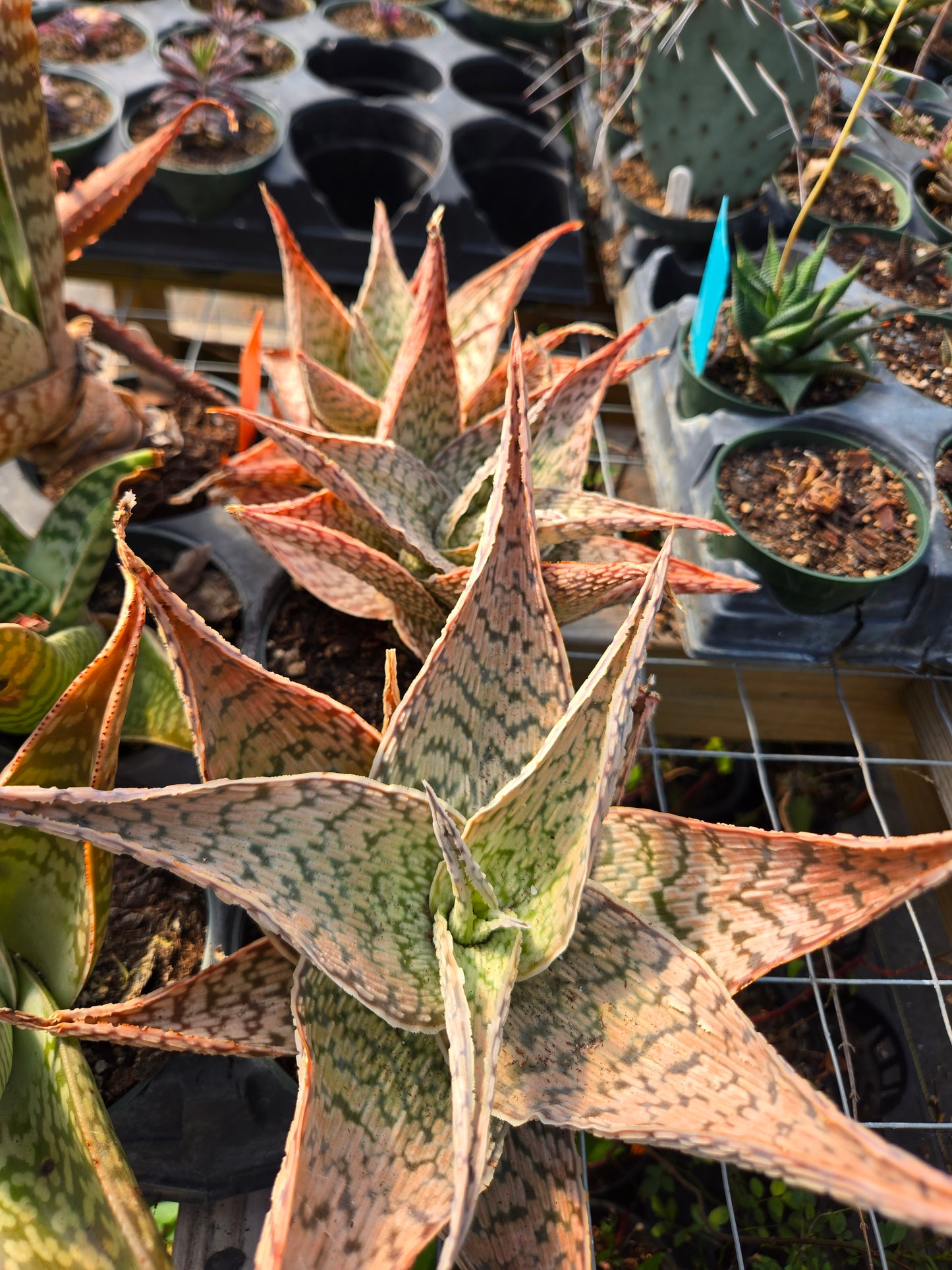 Aloe deltoideodonta 'Delta Lights'