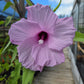 Hibiscus striatus 'Lambertianus' --Texas Striped Hibiscus--