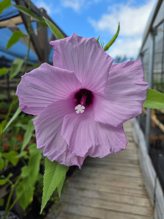 Hibiscus striatus 'Lambertianus' --Texas Striped Hibiscus--