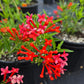 Bouvardia ternifolia --Firecracker Bush--