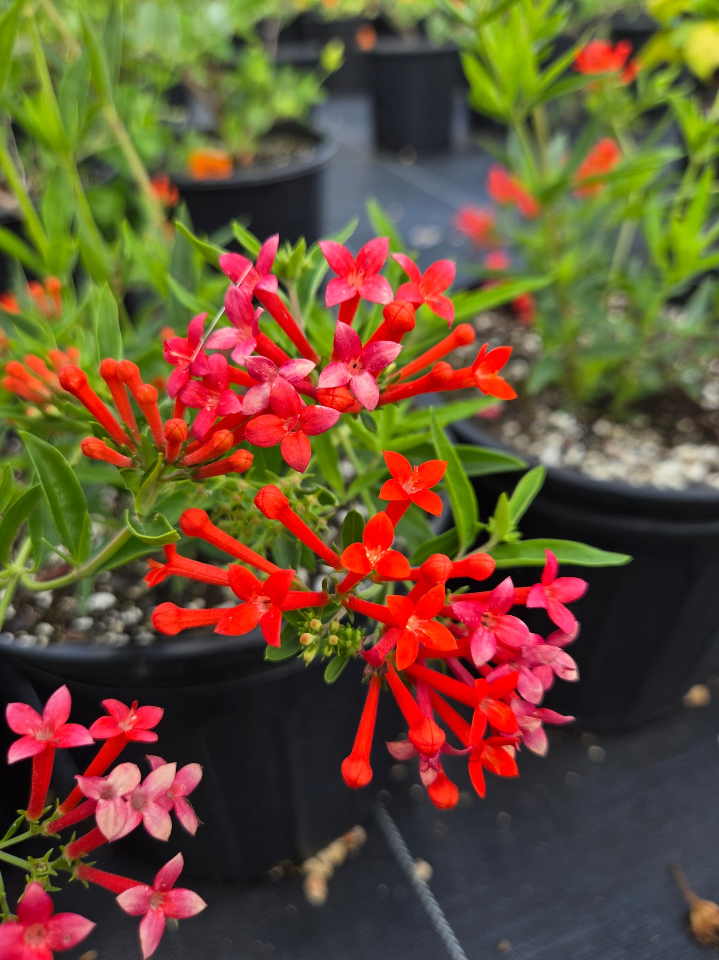 Bouvardia ternifolia --Firecracker Bush--