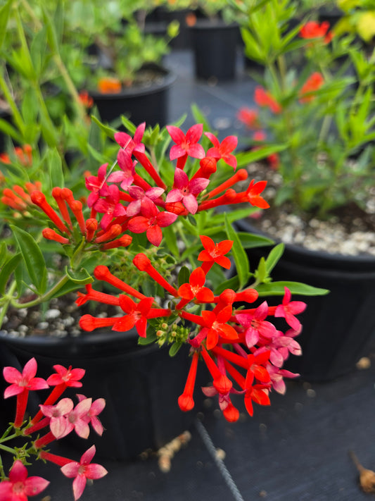 Bouvardia ternifolia --Firecracker Bush--