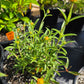Gomphrena haageana --Rio Grande Amaranth--